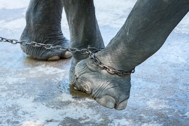 The end of the elephant's freedom.