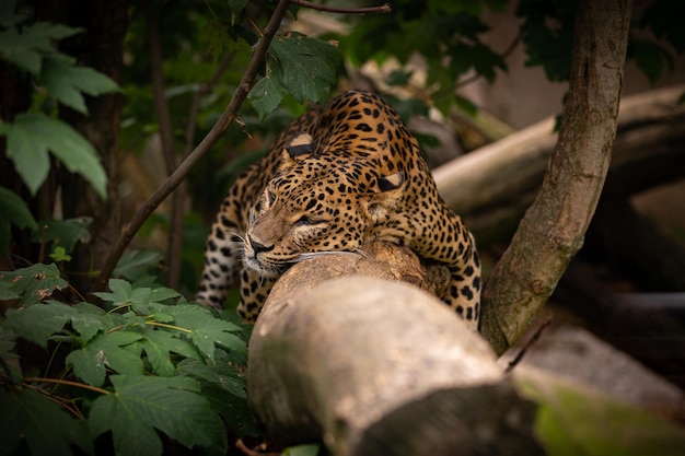 Endangered amur leopard resting on a tree in the nature habitat Wild animals in captivity Beautiful feline and carnivore Panthera pardus orientalis