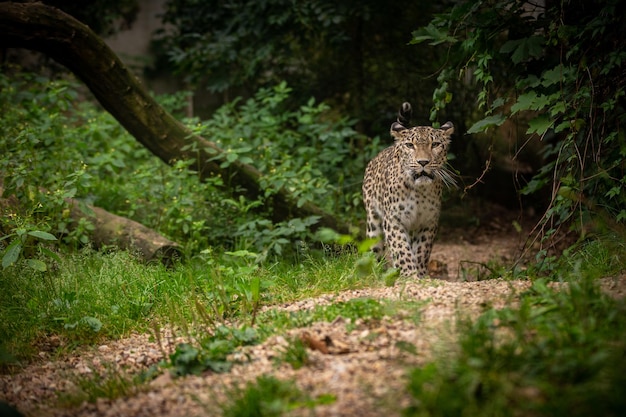 Endangered amur leopard resting on a tree in the nature habitat Wild animals in captivity Beautiful feline and carnivore Panthera pardus orientalis