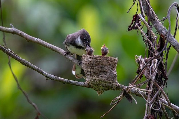 endemic birds of indonesia