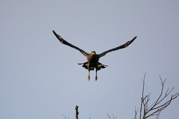 endemic birds of indonesia