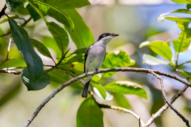 endemic birds of indonesia