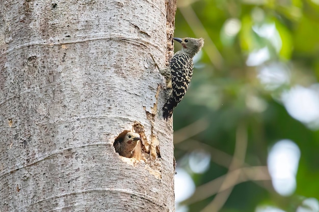 endemic birds of indonesia