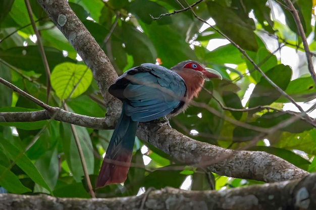 endemic birds of indonesia