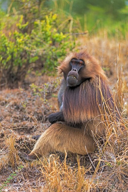 Photo endemic monkey gelada in simien mountain ethiopia