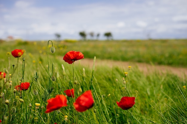 On the endless green field grow aromatic red flowers, summer weather