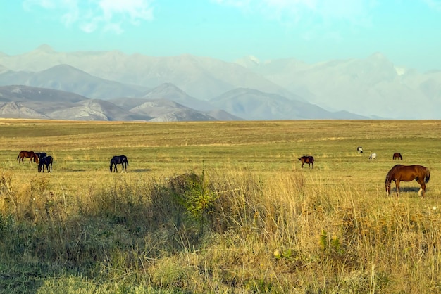 Endless steppes in the foothills of KazakhstanLandscape