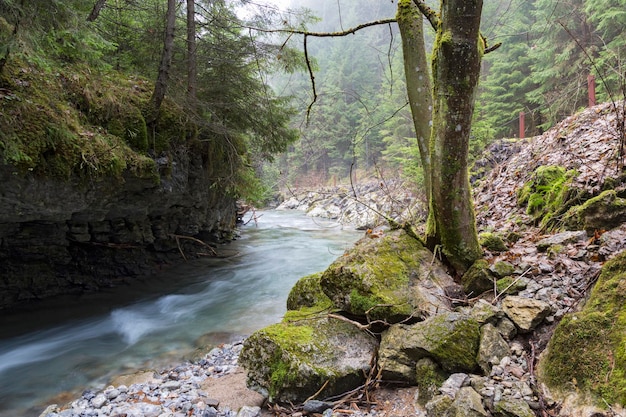 Endless stream Beautiful fast mountain river in forest Slovakia