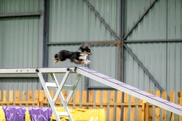 Energetic dog during an agility competition showcasing agility speed and determination Dog sport