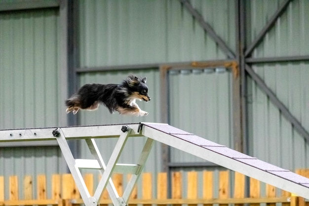 Energetic dog during an agility competition showcasing agility speed and determination Dog sport