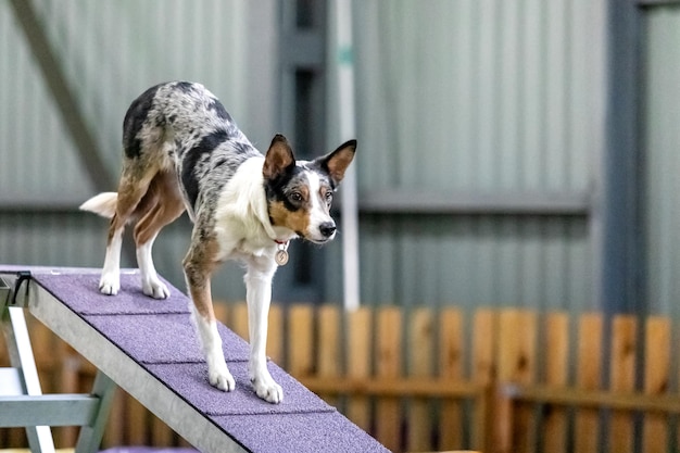 Energetic dog during an agility competition showcasing agility speed and determination Dog sport