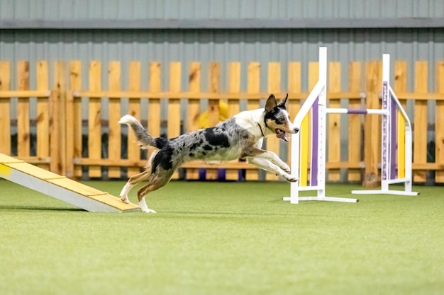 Energetic dog during an agility competition showcasing agility speed and determination Dog sport