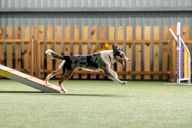 Energetic dog during an agility competition showcasing agility speed and determination Dog sport