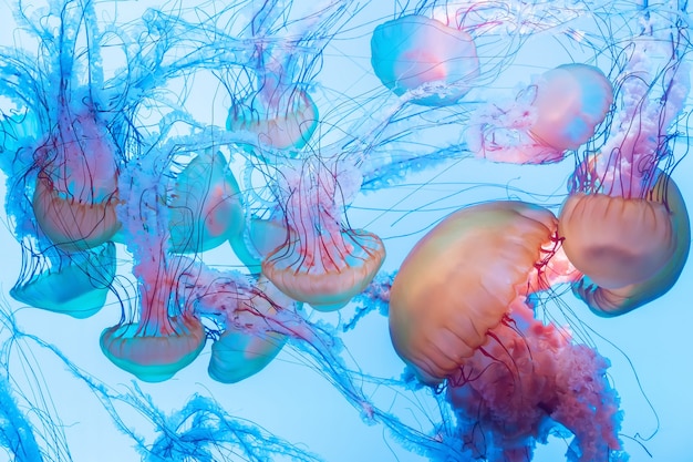 Energetic jellyfish are floating in the ocean