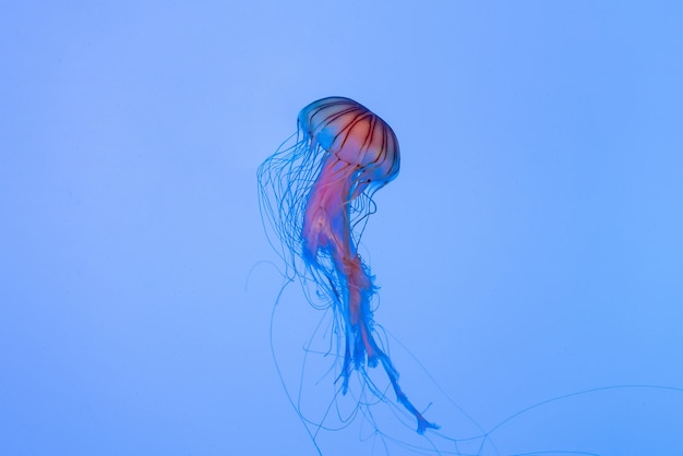 Energetic jellyfish are floating in the ocean