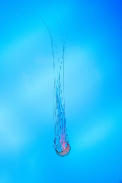 Energetic jellyfish are floating in the ocean