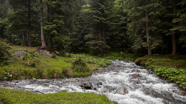 Energic river in the forest dark