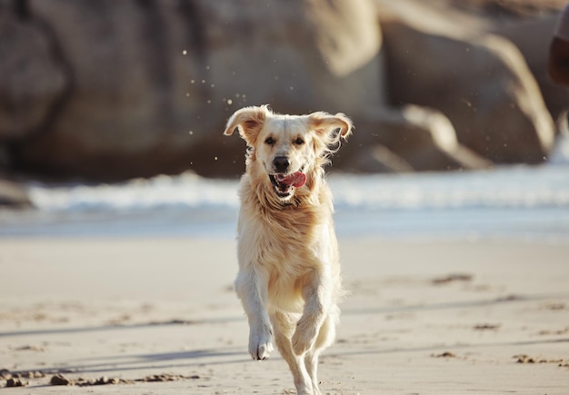 Energy running and dog at the beach freedom and playing in sand along curious and fun in nature Puppy run and ocean trip for labrador being energetic playful and active alone along the sea