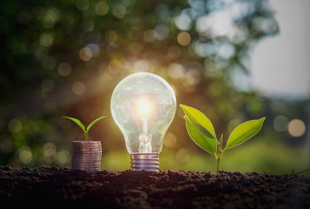 Energy saving light bulb and tree growing on stacks of coins on nature background. Saving, accounting and financial concept