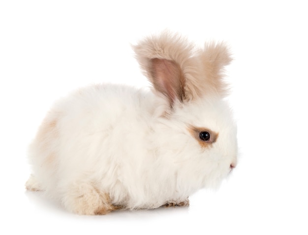 English Angora rabbit