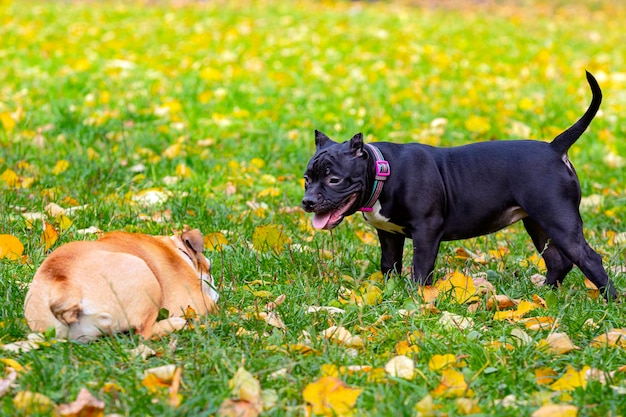 English bulldog and American Bully playing in the meadow.