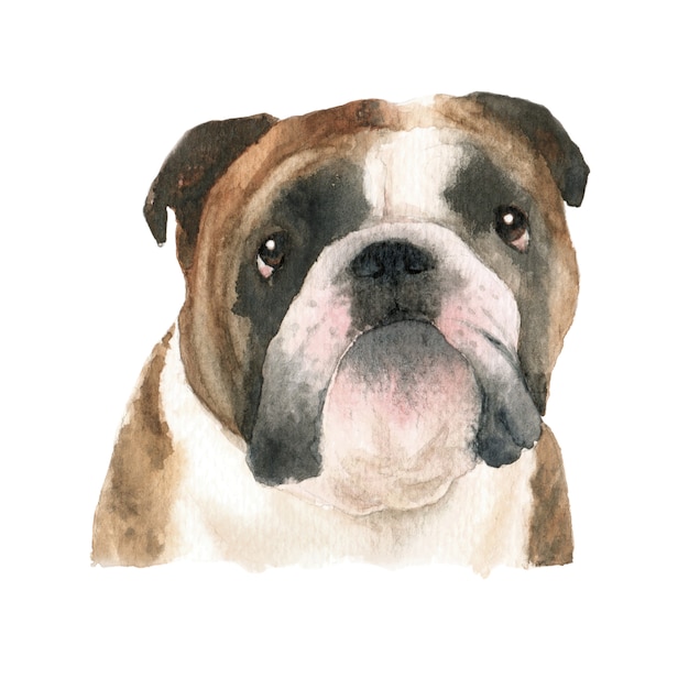 English Bulldog dog watercolor illustration