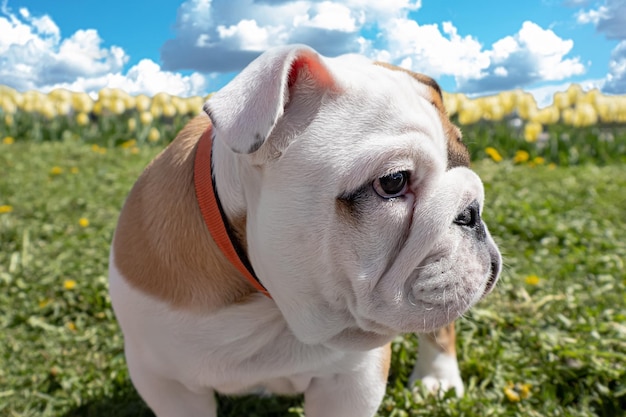 English bulldog on the lawn Portrait Pets A purebred dog