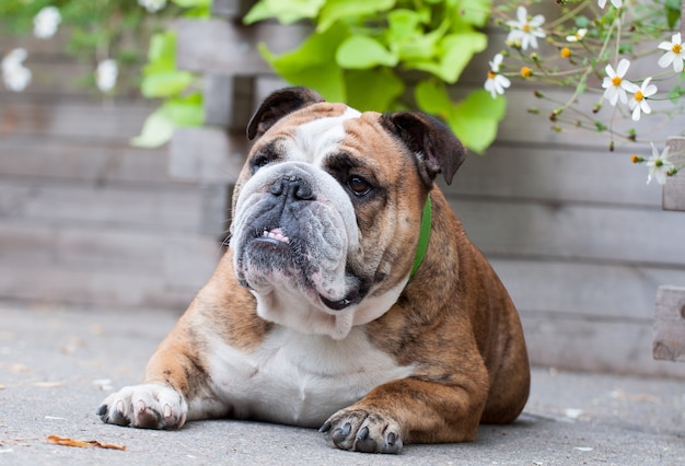 English Bulldog in the park