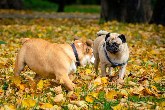 English bulldog and pug playing in the autumn meadow...