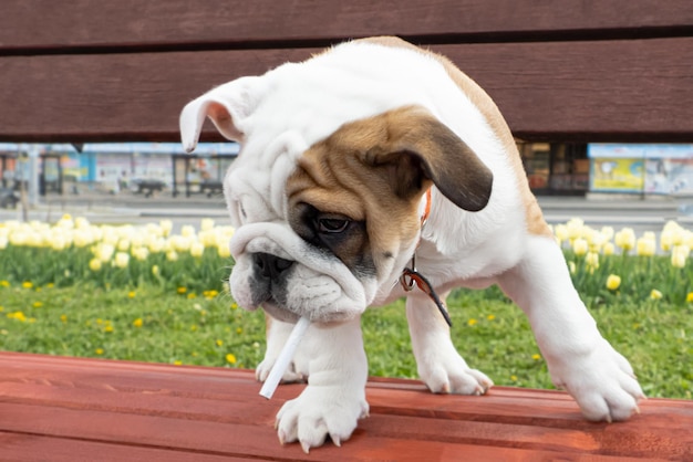 English bulldog with a cigarette Portrait of a thoroughbred dog Pets Animal themes