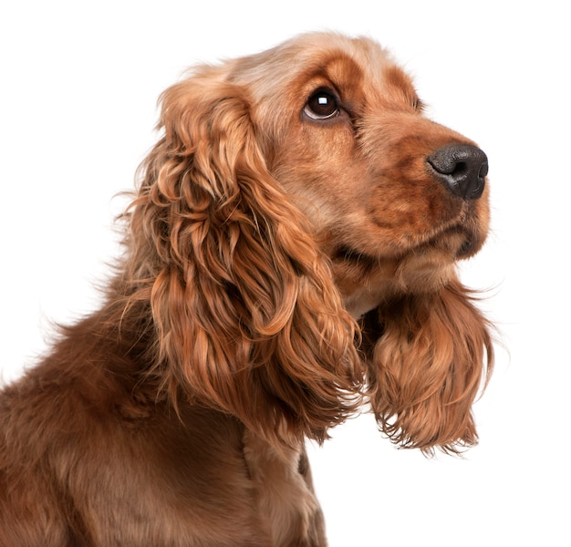 English Cocker Spaniel, 2 years old