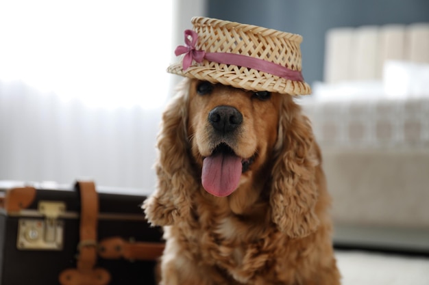 English Cocker Spaniel in cute hat near suitcase indoors Pet friendly hotel