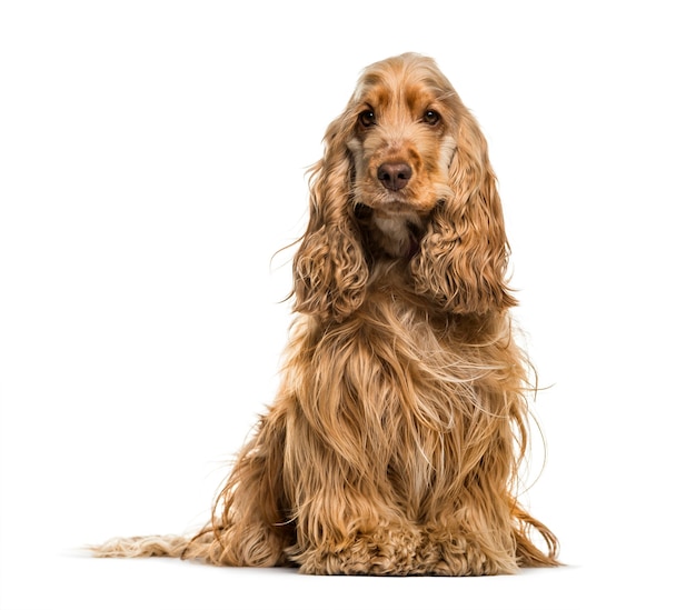 English Cocker Spaniel dog, 2 years old, sitting against white background