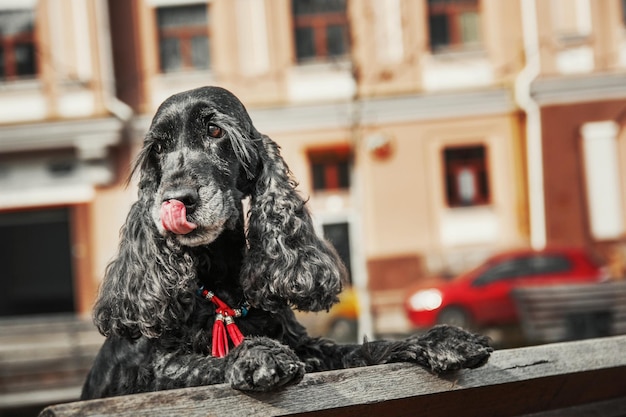 English Cocker Spaniel dog at the downtown. City life.