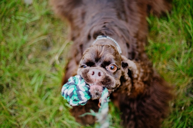 English Cocker Spaniel dog playing at the park. Beautiful dog on green grass.