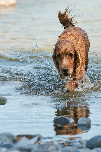 English cocker spaniel dog walking on water