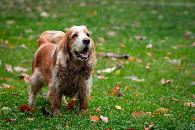 English Cocker Spaniel playing in a clearing.Close-up