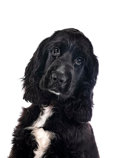 English Cocker Spaniel