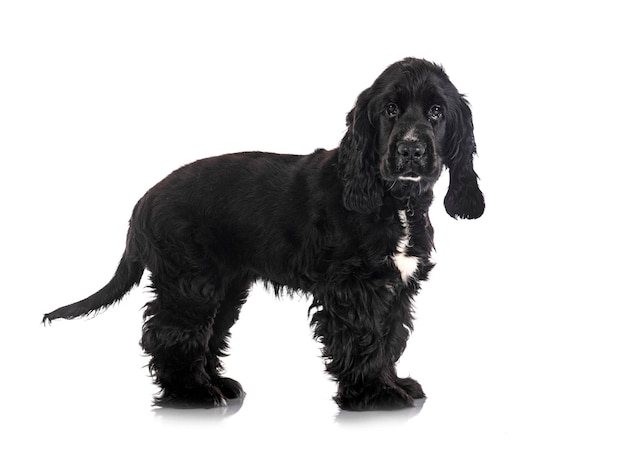 English Cocker Spaniel