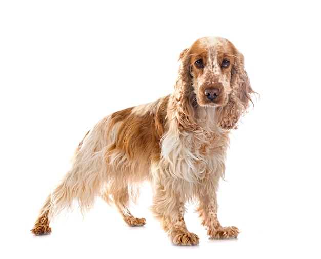 English Cocker Spaniel