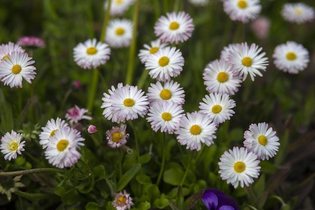 English daisy  in garden. Bellis perennis. Beautiful daisy flowers.