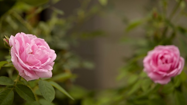 English rose flower blooming