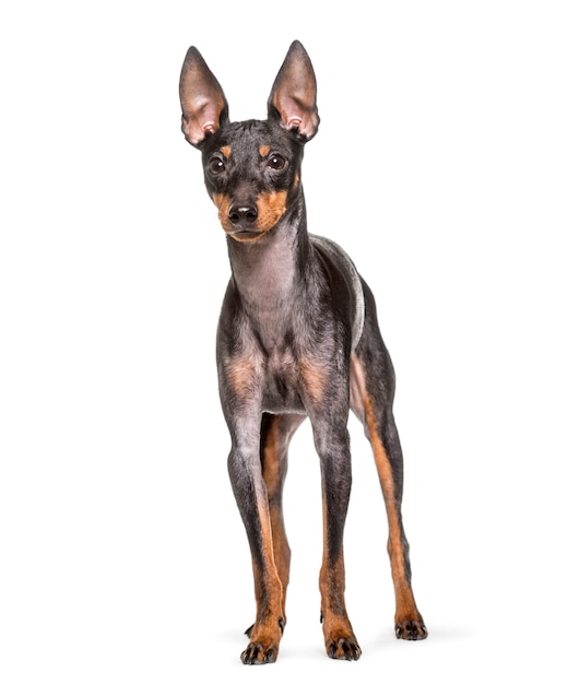 English toy terrier dog standing