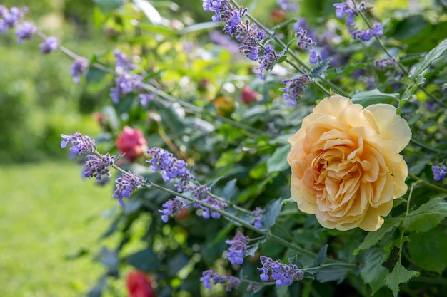 English yellow rose in the garden david austin golden celebration