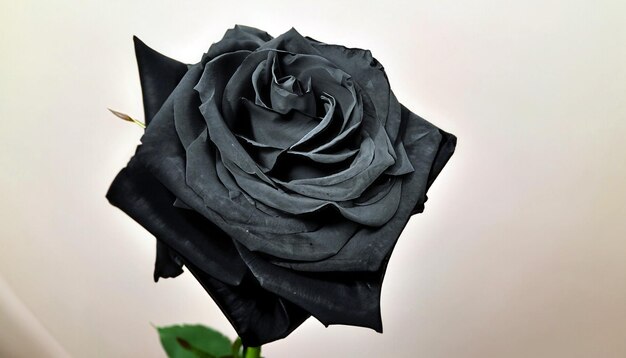 Enigmatic Elegance Free Photo of a Black Rose Embrace the Mysterious Beauty of Nature's Rare Bloom