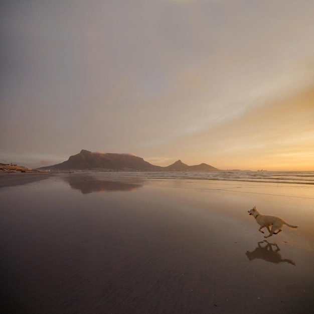 Enjoying freedom Shot of a dog running on the beach