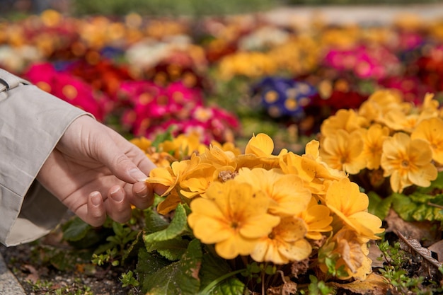 Enjoying spring's first blooms a young Caucasian woman gently touches a flower