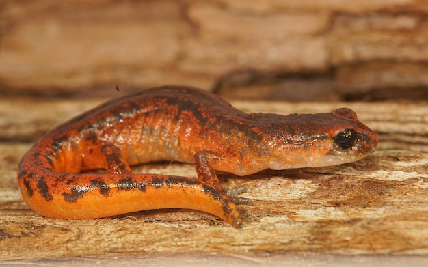 Ensatina eschscholtzii intermediate form