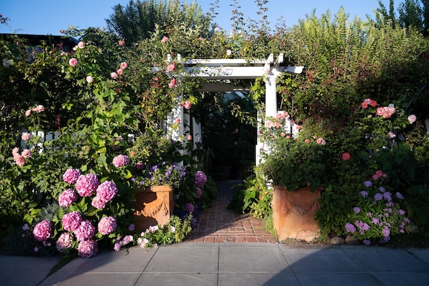 Entrance group, pergola made of wood, entwined with blooming roses and plant