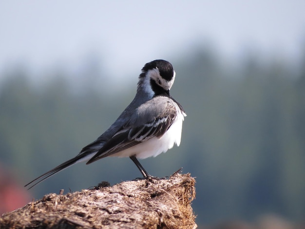 Environment and amazingly beautiful birds